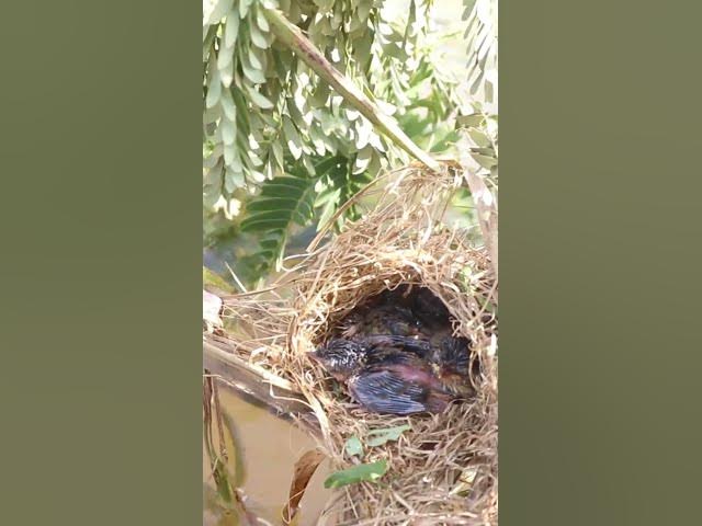 Video thumbnail for Babies Bird Cries Feed Eat (EP-98)  #birds #nature #birdfeeding #birdwatching