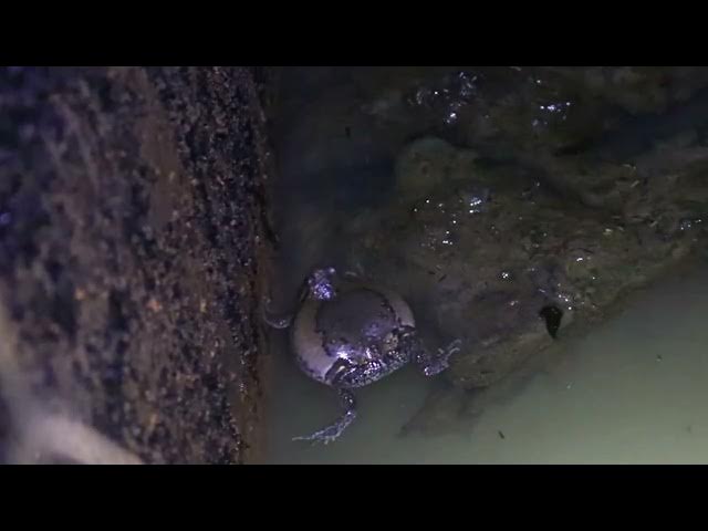 Video thumbnail for Frog cry eat or call other frog at night after rain