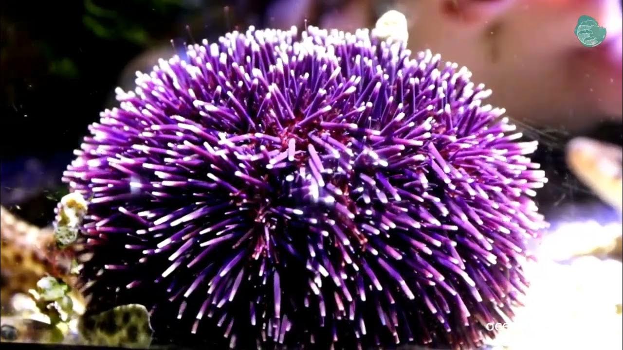 Video thumbnail for Are Sea Urchins Alive?