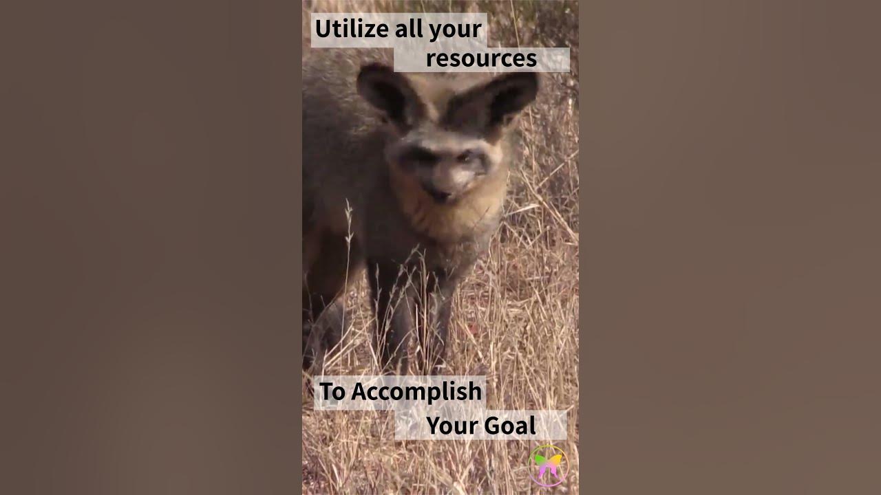 Video thumbnail for Bat Eared Fox Message