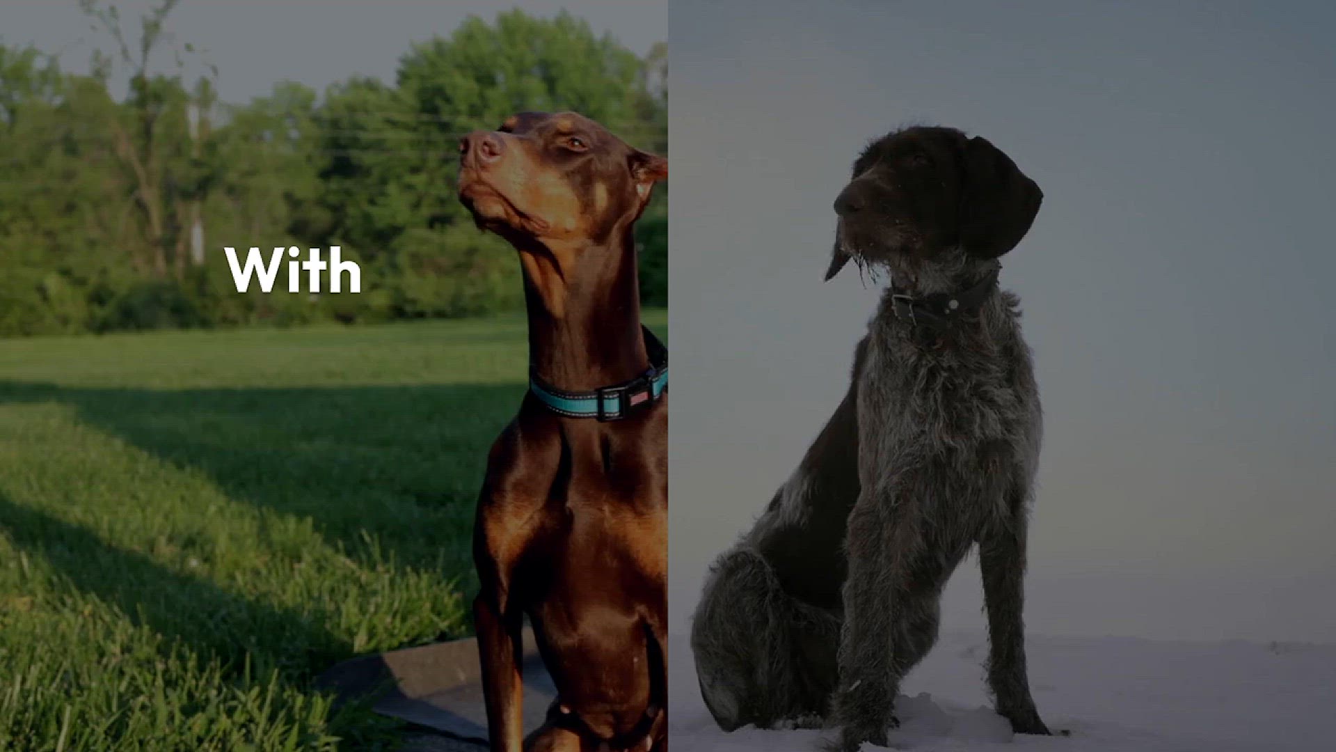 'Video thumbnail for Great Dane Crowned World's Tallest Dog – A New Record That Will Blow Your Mind!'