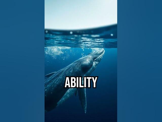 Video thumbnail for Discover how whales chat across oceans! #WhaleWhisper #OceanMysteries