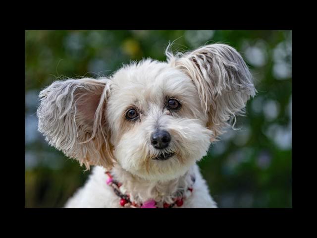 'Video thumbnail for Can Dogs Smell Cancer? Exploring Canine Cancer Detection'