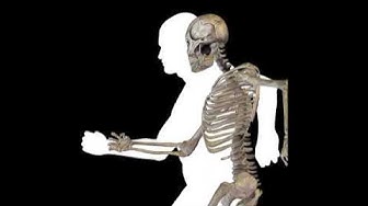 'Video thumbnail for 10 Fascinating Bone Fun Facts Revealed Delve into the Wonders of the Skeletal System'