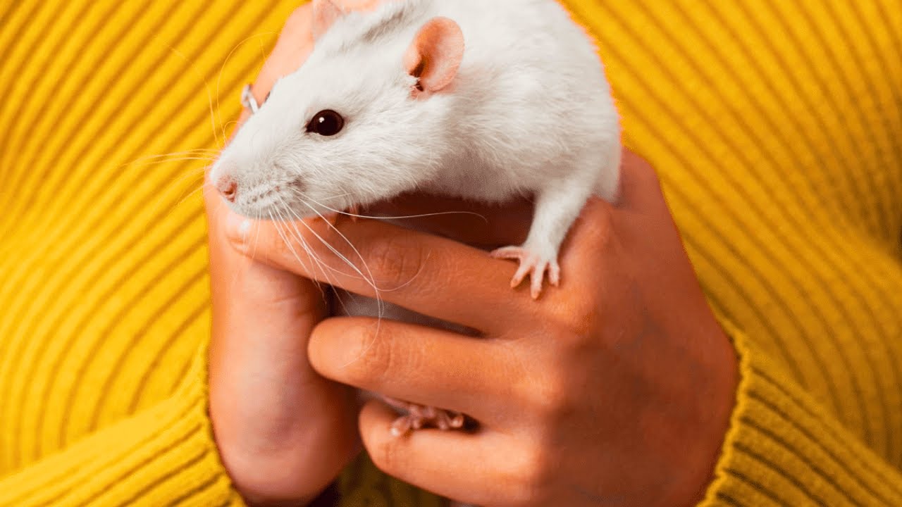 Video thumbnail for Do Rats Like to Be Held? What You Need to Know!