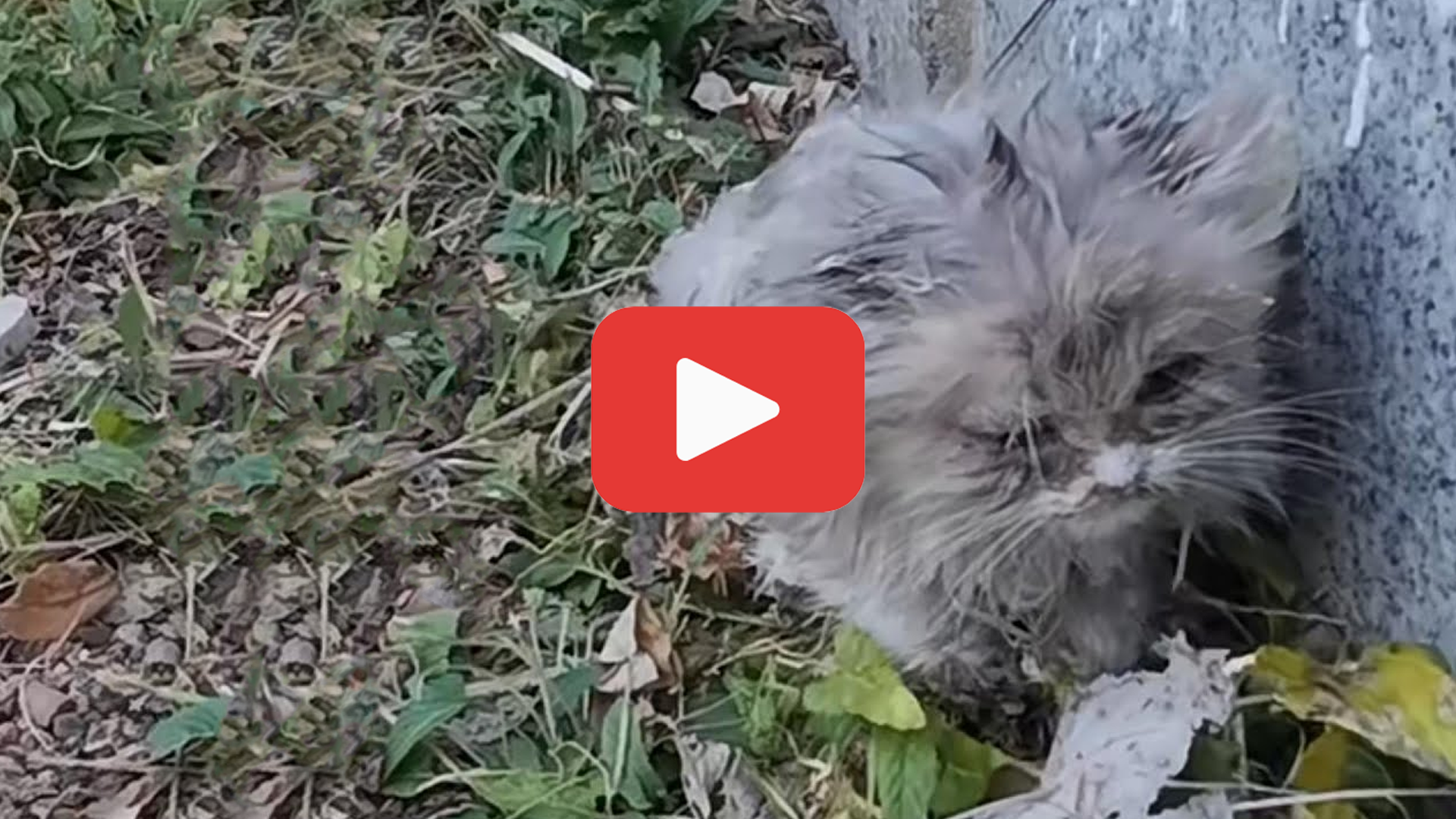 'Video thumbnail for Stray Cat Clings to Life on the Roadside—A Man Stops Just in Time'