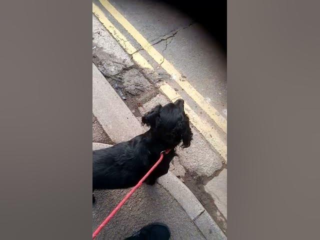 Video thumbnail for The Whitehaven attack seagull meets his match