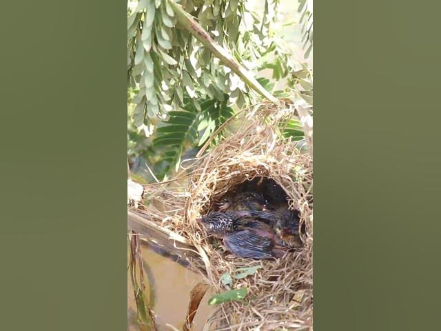 Video thumbnail for Babies Bird Cries Feed Eat (EP-91)  #birds #nature #birdfeeding #birdwatching