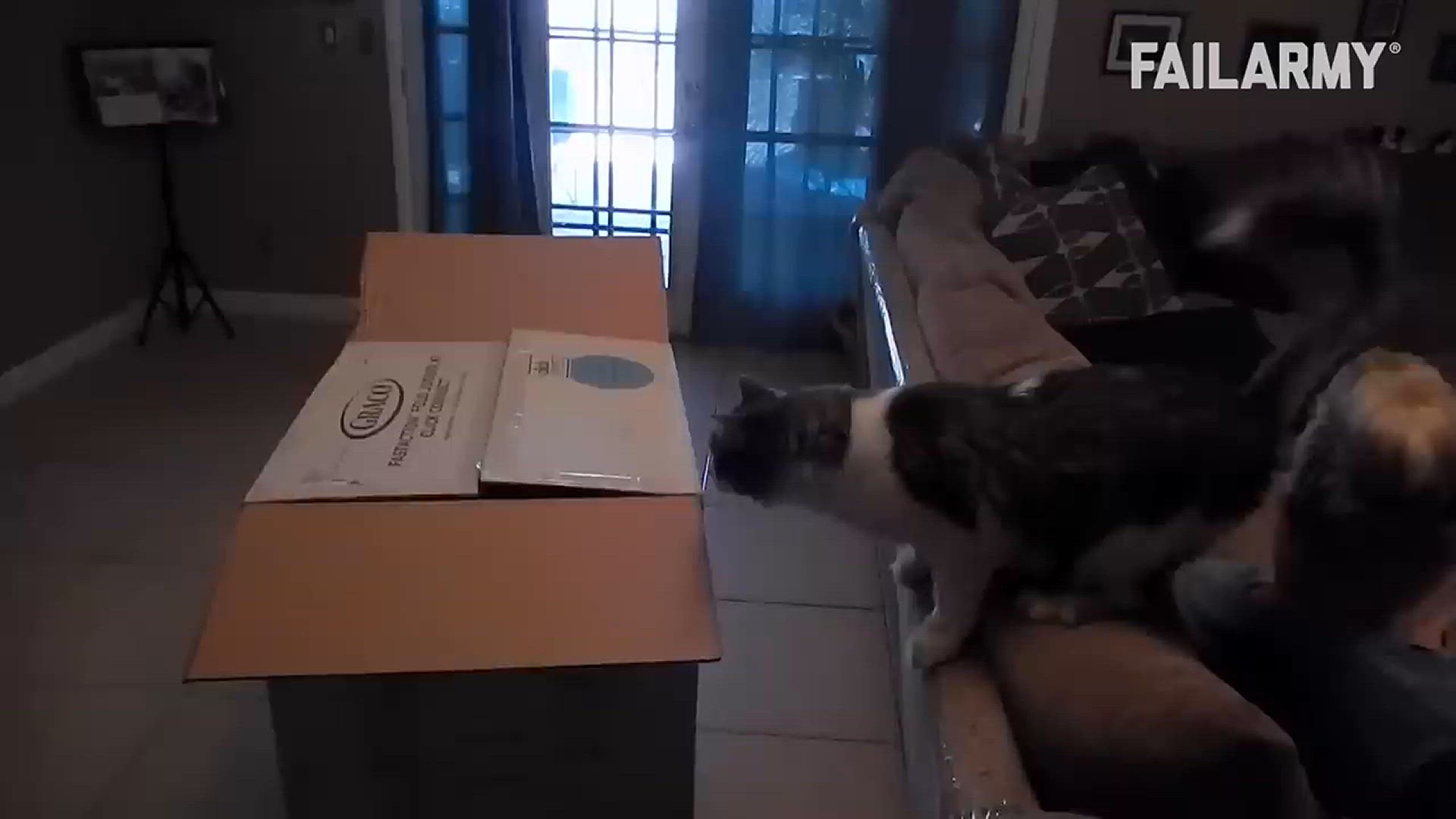 Video thumbnail for Funny Cat Fails Compilation