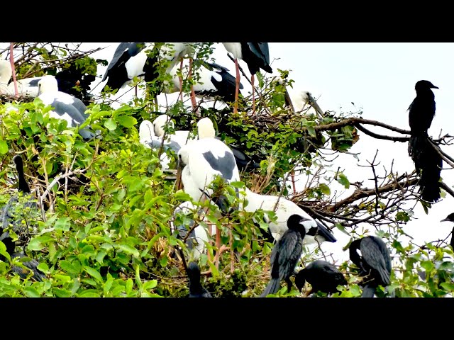 Video thumbnail for ការពារទឹកដីវារៀងខ្លួន សត្វក្រៀល សត្វក្អែកទឹក