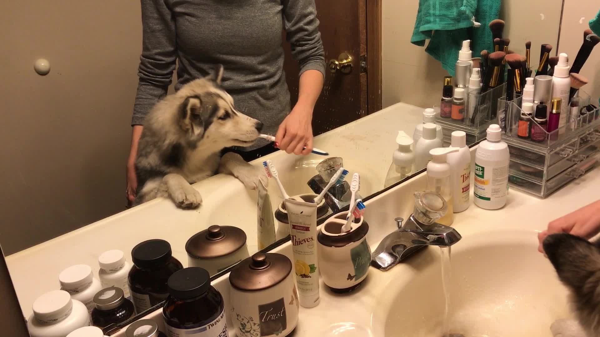 Video thumbnail for Adorable Dog Loves Having Teeth Brushed | Wild-ish TV