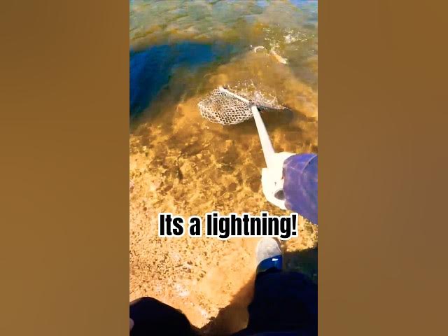 'Video thumbnail for It's a Lightning! 🌩  Suprise Catch while Fishing Mountain Lakes'