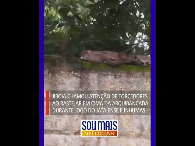 'Video thumbnail for Cobra surpreende torcedores ao aparecer na arquibancada de estádio em jogo do Campeonato Goiano'