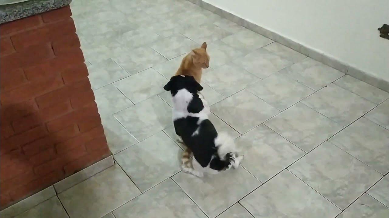 'Video thumbnail for Dança perigosa do shitzu com gato grande'