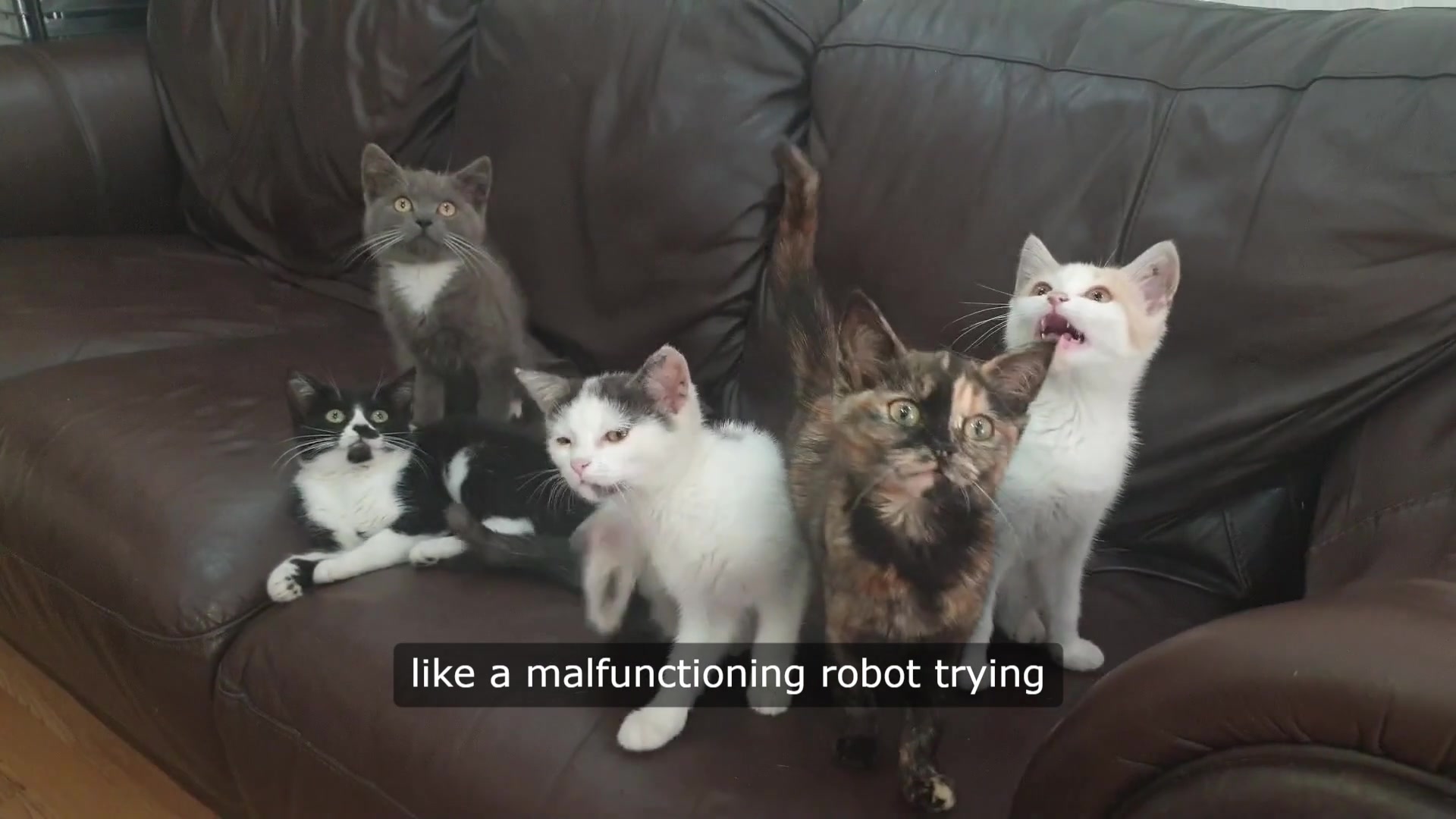 Video thumbnail for Cat Chatter