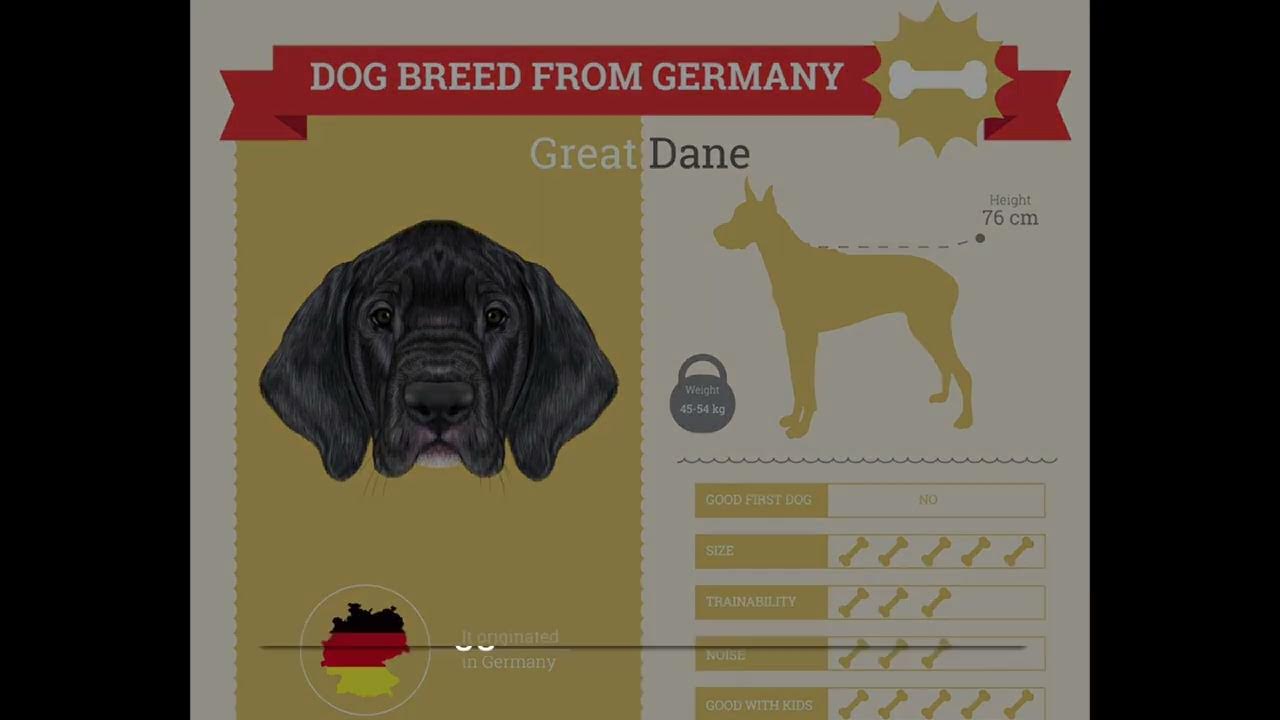 Video thumbnail for History of The Great Dane