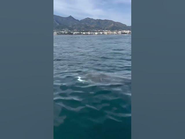 'Video thumbnail for WATCH: Huge Shark sighted near Marbella - but it's completely harmless'