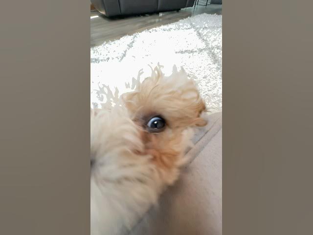 Video thumbnail for 👋 #shorts