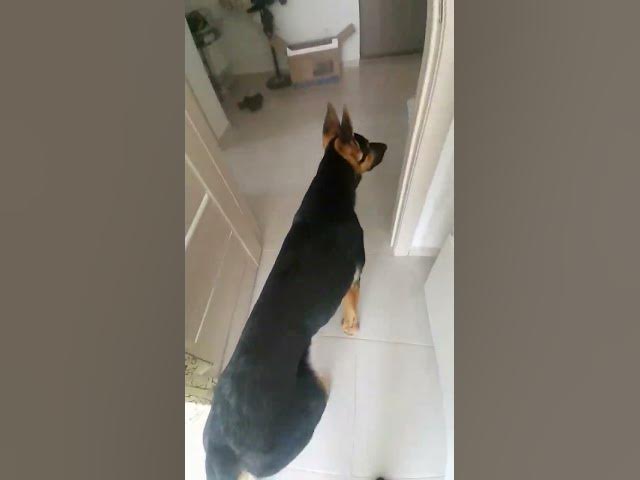 'Video thumbnail for #morning #dogs #happydog #happy #woof #pet #puppy #germanshepherd #baloocreate #gsd #gsdpuppy'