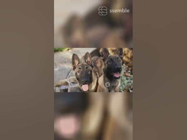 Video thumbnail for Gsd 101 Ears Up Paws Up