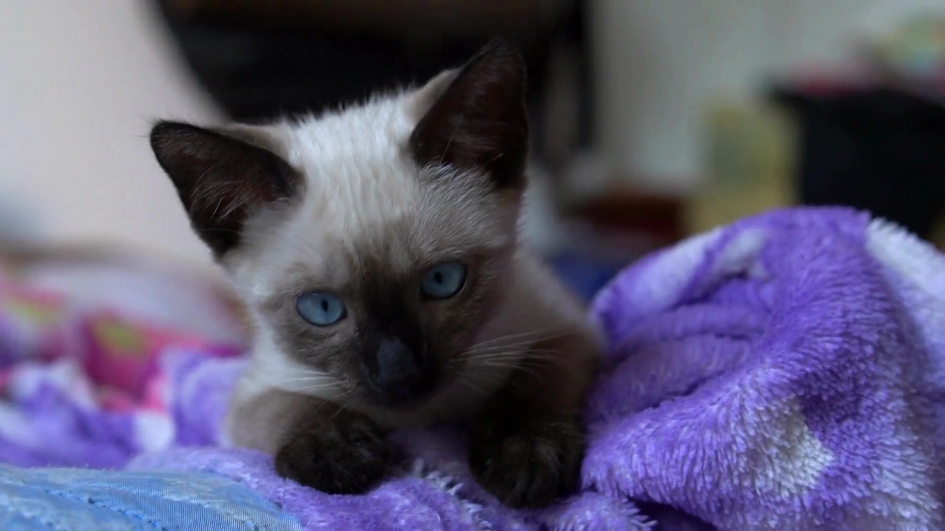 Video thumbnail for How_do_cats_use_body_language_to_communicate_with_humans