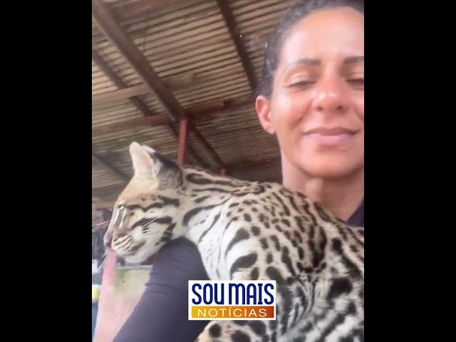 'Video thumbnail for Jaguatirica 'pituca', criada como pet, é resgatada pelo IBAMA no Pará'