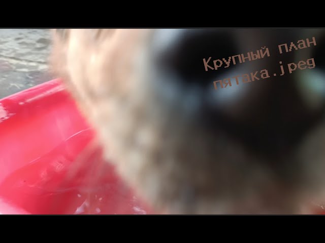 Video thumbnail for Жук купается