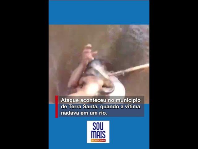 'Video thumbnail for Homem morde sucuri para escapar de ataque em rio no Pará'