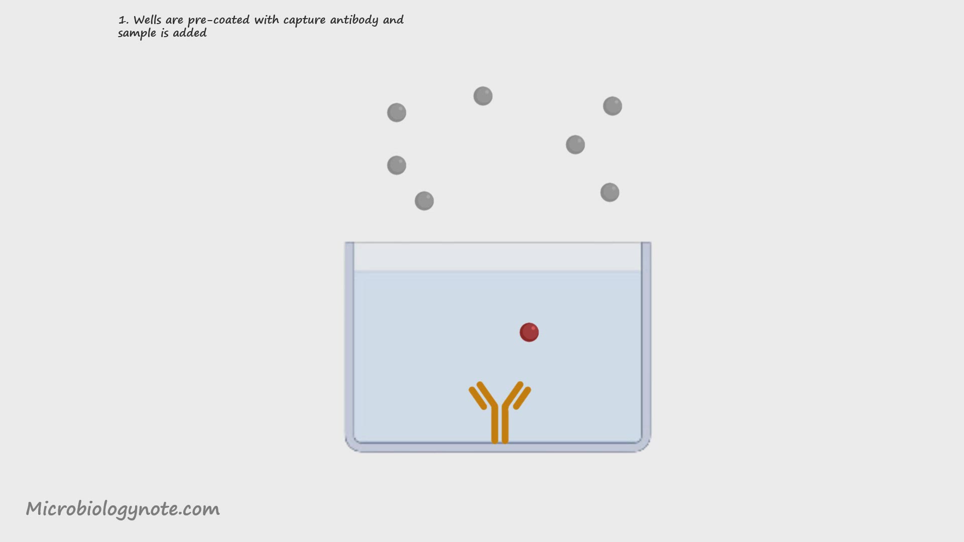 Video thumbnail for Sandwitch ELISA Principle