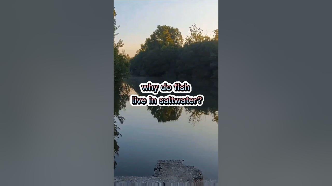 'Video thumbnail for Fishing Joke 33 #jokes #fishingjokes #humor'