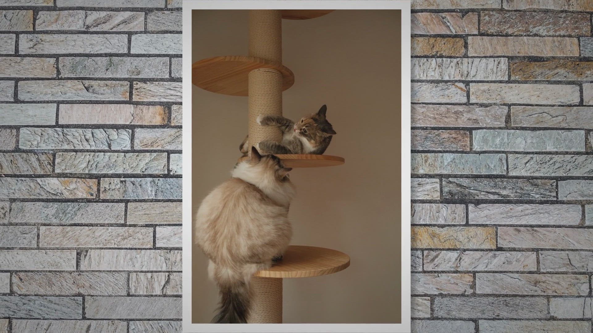 Video thumbnail for Why Does Your Cat Bite Itself?