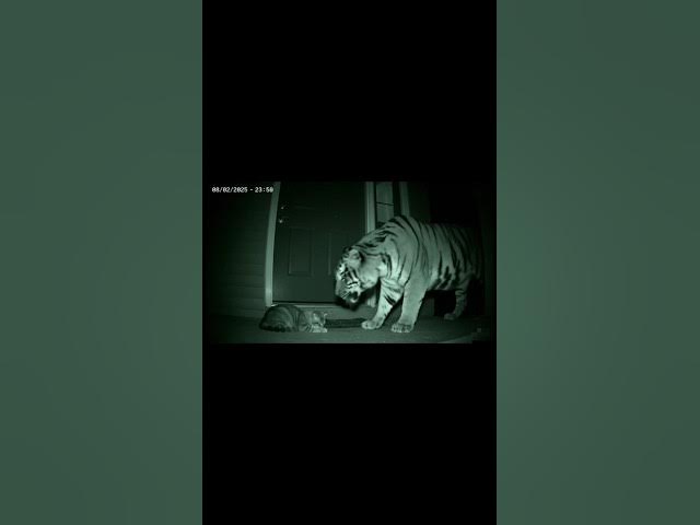 Video thumbnail for Midnight Encounter #shorts #cat #viral