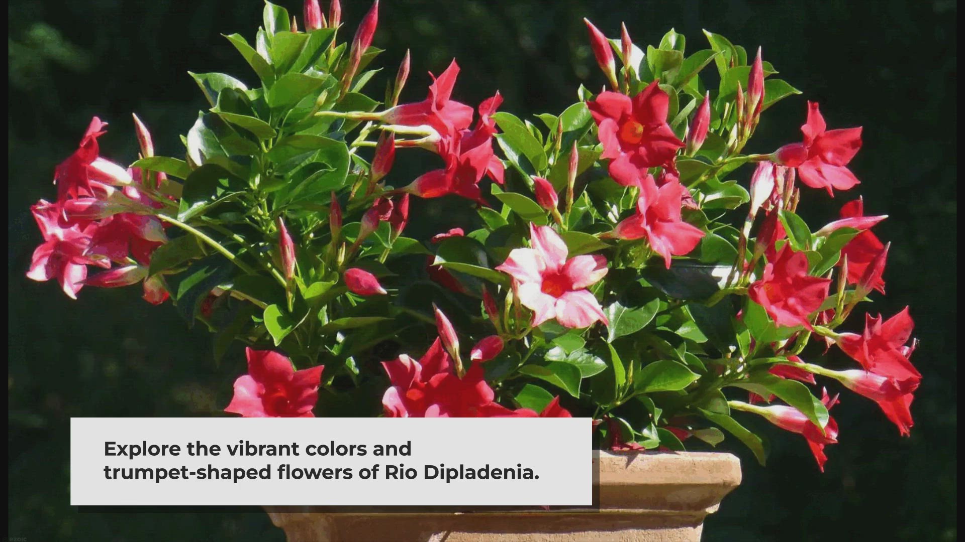 Video thumbnail for Rio Dipladenia: Add Stunning Color To Your Garden