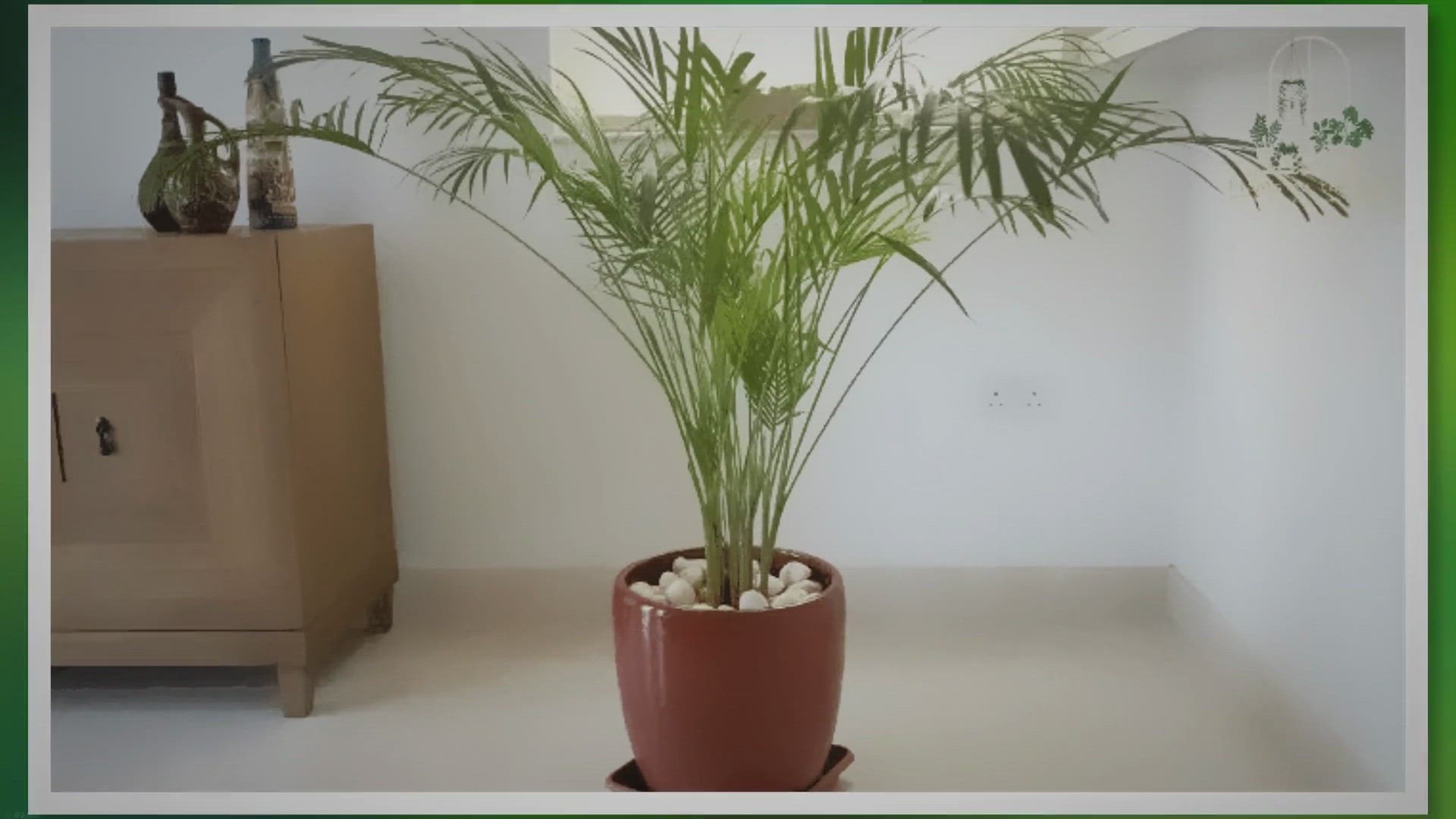 Video thumbnail for A Guide to Making a Statement with Large Indoor Plants