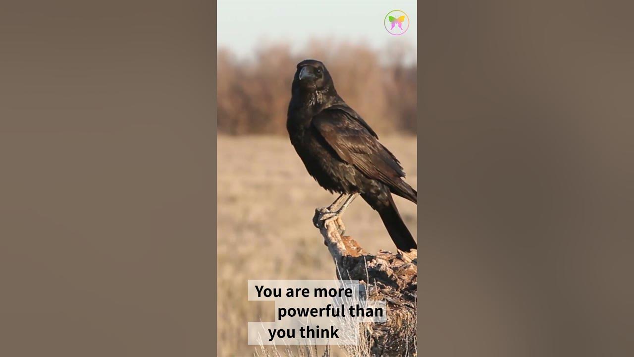 Video thumbnail for A Message from Raven