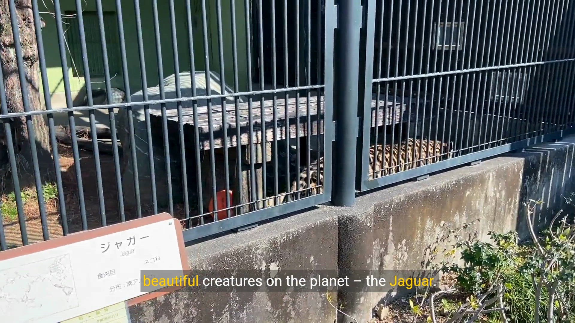 Video thumbnail for The Jaguar: Beauty, Strength, and Adaptability | Big Cats Documentary