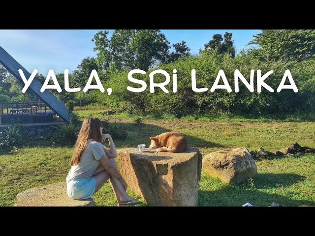 Video thumbnail for Yala Diaries: Wildlife Encounters in Yala National Park and Pursuing Passion in Life