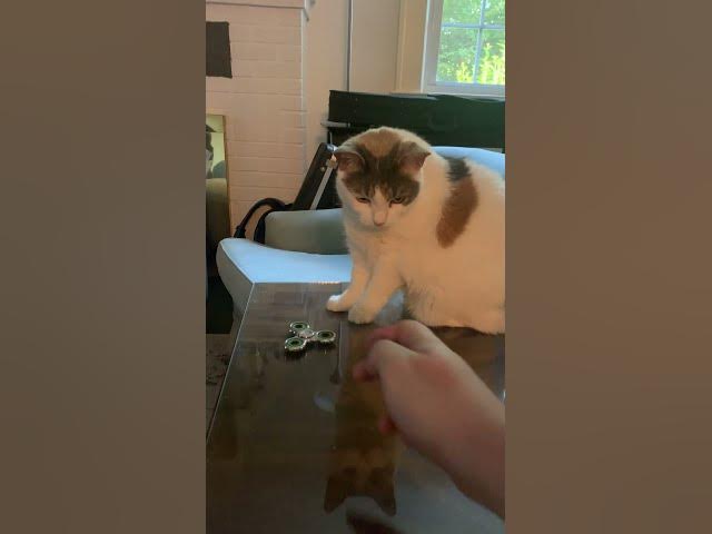 Video thumbnail for Foofoo Uses The Fidget Spinner #cats #fidgetspinner