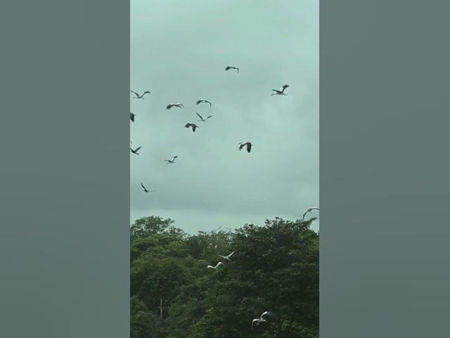 Video thumbnail for Birdwatching #shorts