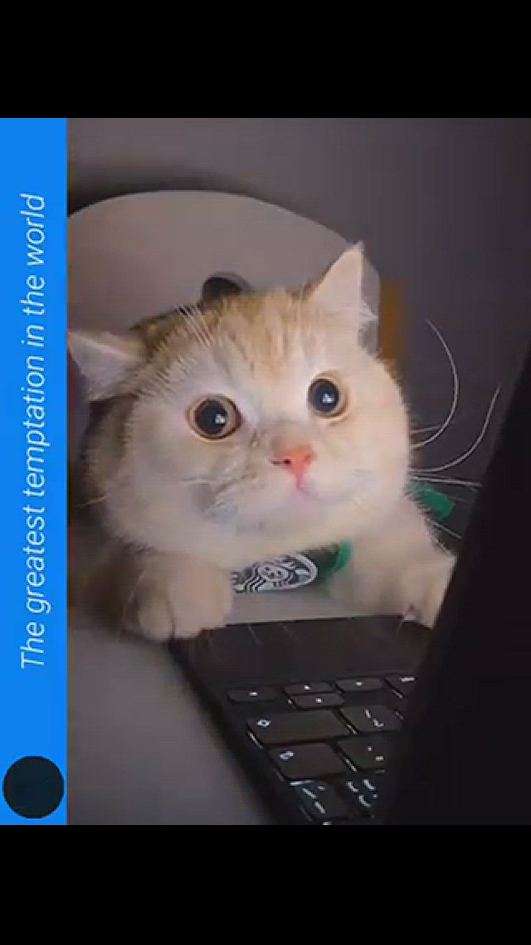 Video thumbnail for Funny cats