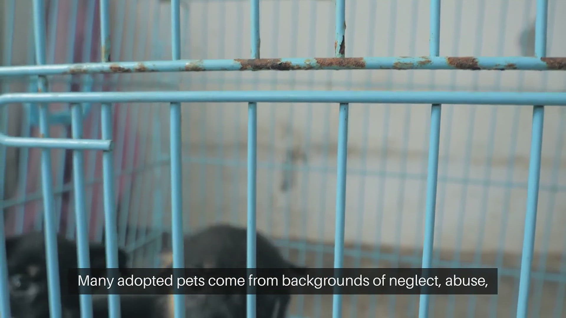 Video thumbnail for Adopting a Pet Rescued and Loved