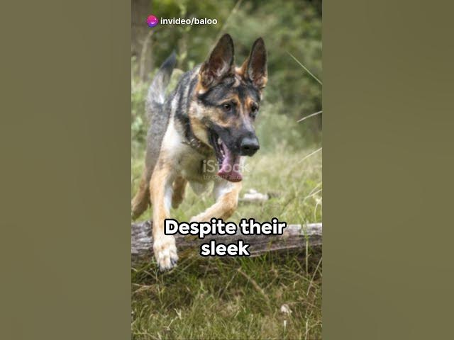 Video thumbnail for German Shepherds  3 Unleashed Facts      #blog #shorts  #dog #germanshepherd #happydog #gsd