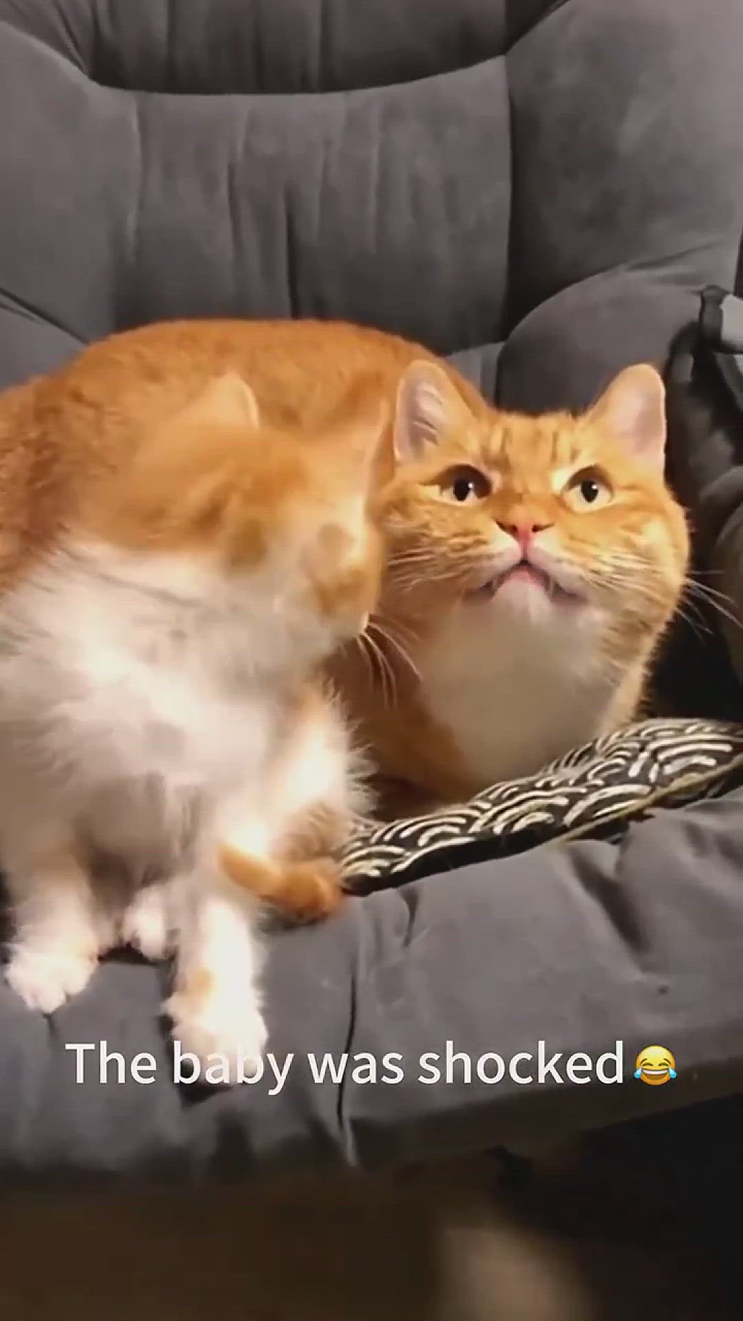 Video thumbnail for Funny Cats