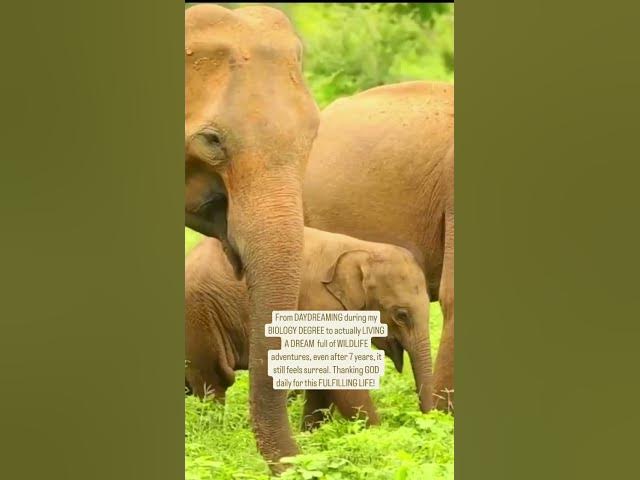 Video thumbnail for Safari in Yala National Park #srilankatravel #shorts #srilanka