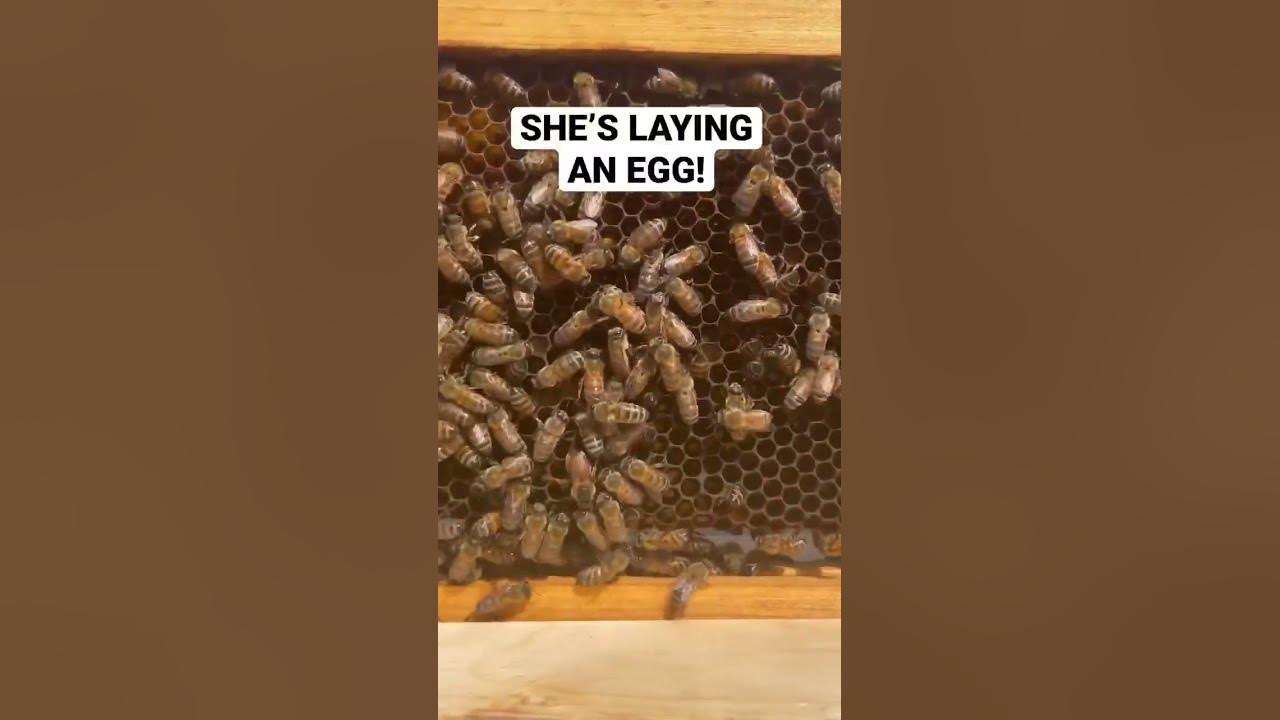 Video thumbnail for 12 November 2023