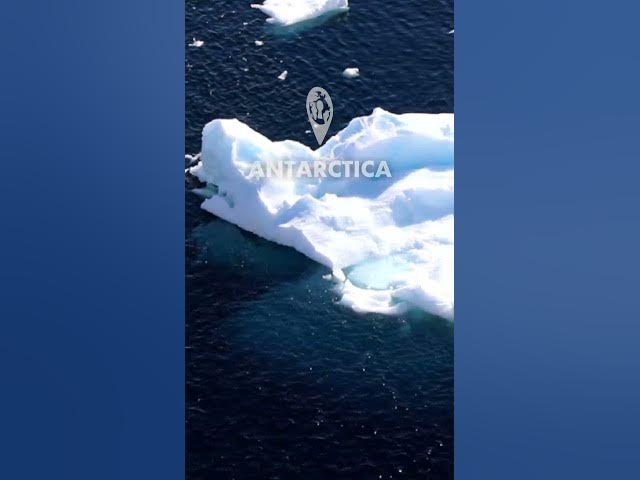 Video thumbnail for Sailing in Antarctica with Holland America Line #cruise #antarctica #hollandamerica