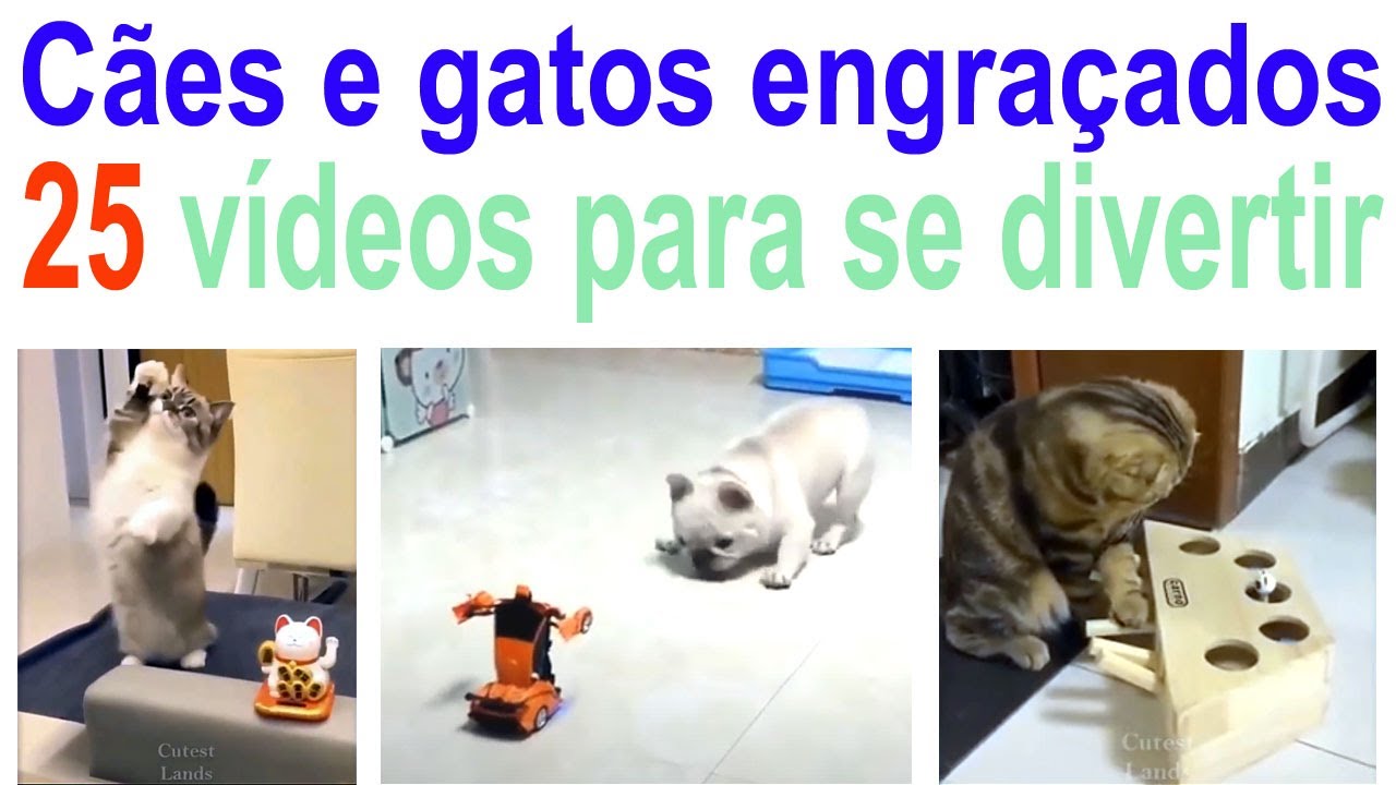 'Video thumbnail for 25 vídeos curtos de cães e gatos engraçados'