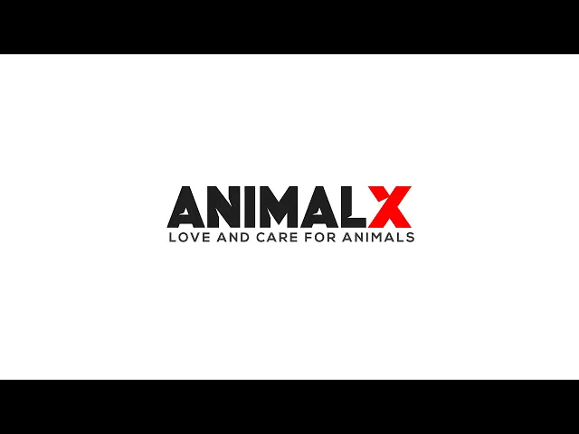 Video thumbnail for Animal X - Love and Care for Animals (Initial Intro of Animal X Logo)