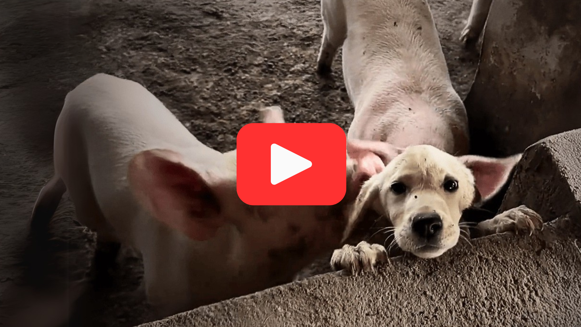 'Video thumbnail for Neglected and Starving, He Faced a Cruel Rebuff in a Pigpen'