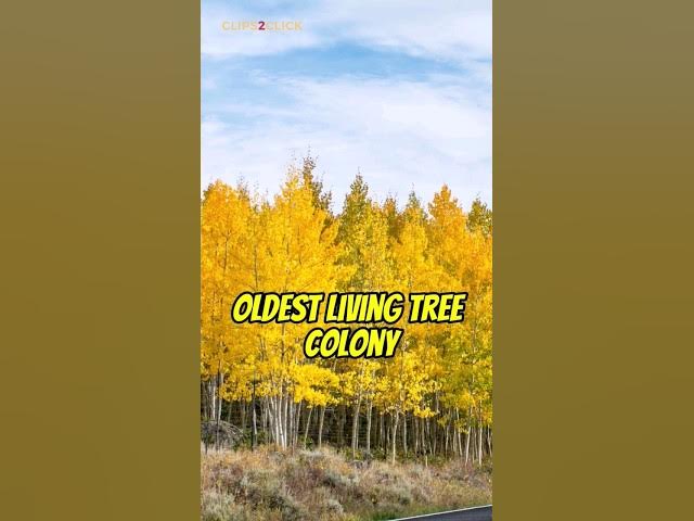 'Video thumbnail for The World's Largest Tree: Pando's Shocking Size Will Amaze You!'